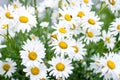 Summer Field of daisy flowers Royalty Free Stock Photo