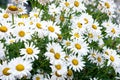 Summer Field of daisy flowers Royalty Free Stock Photo