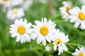 Summer Field of daisy flowers Royalty Free Stock Photo