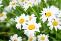 Summer Field of daisy flowers Royalty Free Stock Photo