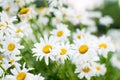 Summer Field of daisy flowers Royalty Free Stock Photo