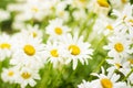 Summer Field of daisy flowers Royalty Free Stock Photo