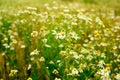 Summer field of daisy flowers Royalty Free Stock Photo