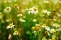 Summer field of daisy flowers Royalty Free Stock Photo