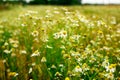 Summer field of daisy flowers Royalty Free Stock Photo