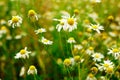 Summer field of daisy flowers Royalty Free Stock Photo