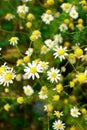 Summer field of daisy flowers Royalty Free Stock Photo