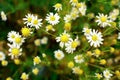 Summer field of daisy flowers Royalty Free Stock Photo