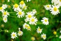 Summer field of daisy flowers Royalty Free Stock Photo