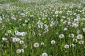 Summer field with dandelions after flowering on a sunny day. Royalty Free Stock Photo