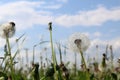 Summer field with dandelions after flowering on a sunny day. Royalty Free Stock Photo