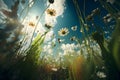 Summer field with different grass and daisy flowers over blue sky. Royalty Free Stock Photo