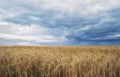 Summer field and dramatic sky before storm Royalty Free Stock Photo