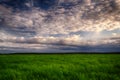 Summer field and dramatic sky before storm. Royalty Free Stock Photo