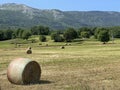 summer field farm landscape