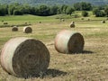 summer field farm landscape