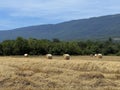 summer field farm landscape