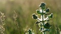 Summer field flower closeup