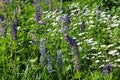 Summer field with flowering daisies and lupins