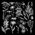 Summer field flowers collection. Vector set of hand drawn herbs, weeds and meadows. Vintage flowers with insects illustration.