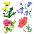 Summer field flowers. Yellow dandelion. Blue bluebell or bellflower. Red clover. Scarlet poppy. Plants and blossoms. Vector