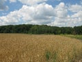 Summer field and forest