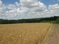 Summer field and forest