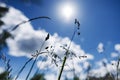 Summer field grass with a strong blurred background