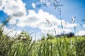 Summer field grass with a strong blurred background