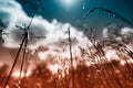 Summer field grass with a strong blurred background