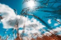 Summer field grass with a strong blurred background