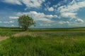 Summer field landscape nature scenic view with lonely tree in clear weather day time wilderness country side environment Royalty Free Stock Photo