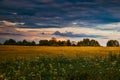 Summer field landscape. Russian open spaces. Field and sky field background Royalty Free Stock Photo