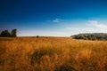 Summer field landscape. Russian open spaces. Field and sky field background Royalty Free Stock Photo