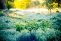 Summer field morning