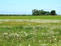 Field and beautiful cloudy sky, Lithuania Royalty Free Stock Photo