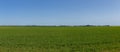 Summer field panorama, farmland under clear sky