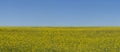 Summer field panorama, farmland under clear sky