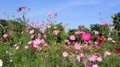 Summer field with pink daisies growing in flower meadow on blue sky background. Royalty Free Stock Photo