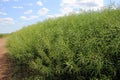 On the plant are pods winter crops of rapeseed