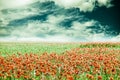 Summer field of poppies with beautiful cloudy sky