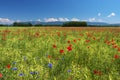 Summer field with poppies