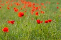 Summer field of poppies. Wild red flowers