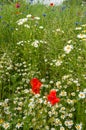 Summer field of poppies. Wild red and white and blue flowers