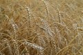 Summer field with ripe barley ears. Hordeum vulgare. Royalty Free Stock Photo