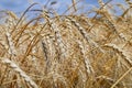 Summer field with ripe barley ears. Hordeum vulgare. Royalty Free Stock Photo