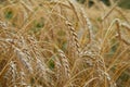 Summer field with ripe barley ears. Hordeum vulgare. Royalty Free Stock Photo