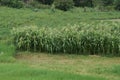 Summer field of rows of green corn