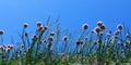 Summer field with silybum marianum Milk Thistle, medical plant