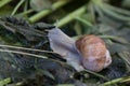 a snail with a hut crawls on the grass